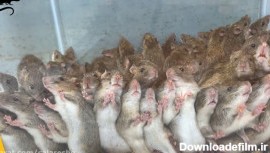 صدتا صدتا موش بگیر درچنددقیقه آموزش ساخت جدیدترین تله موش بشدت آسان سال  2021 HD