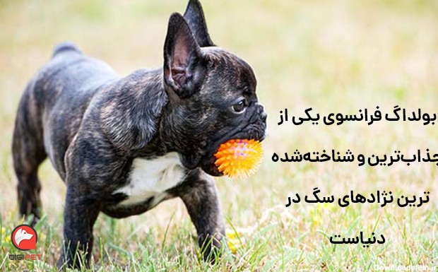 مشخصات سگ نژاد بولداگ فرانسوی