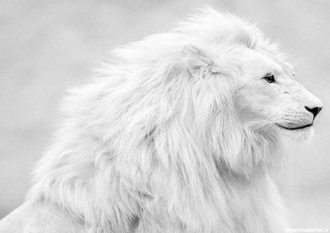 عکس های زیبا از شیر سفید