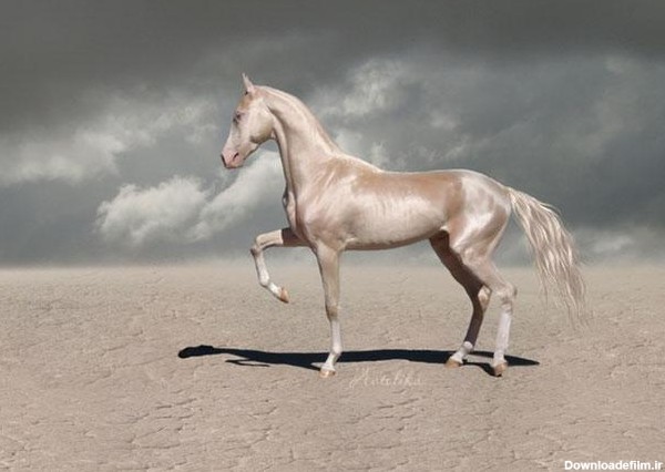 تصویر اسب به رنگ طلایی زیباترین اسب دنیا