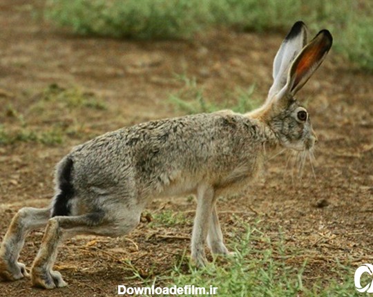 خرگوش‌ها در ایران|جوندگان|زیستگاه خرگوش‌ها