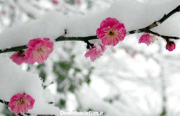 عکس برف روی شکوفه درخت در اواخر فصل زمستان