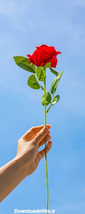 دانلود عکس شاخه گل رز در دست با زمینه آبی | تیک طرح مرجع گرافیک ایران
