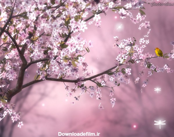 عکس طبیعت شکوفه گل های بهاری صورتی روی درخت
