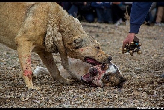 جنگ سگ‌ها، 30 بهمن/ گزارشی از یک تفریح غیرانسانی که خیلی رسمی برگزار می شود/ عکس
