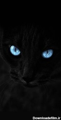 عکس زمینه چشم آبی گربه پس زمینه | والپیپر گرام