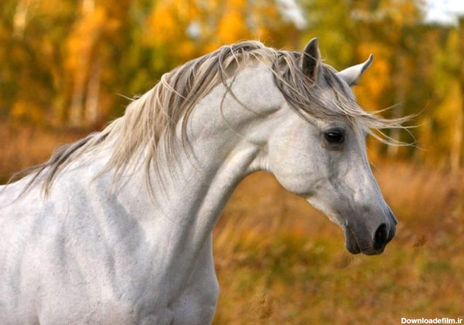 اسب کرد اصیل (A purebred horse) + قیمت خرید عالی - آراد برندینگ