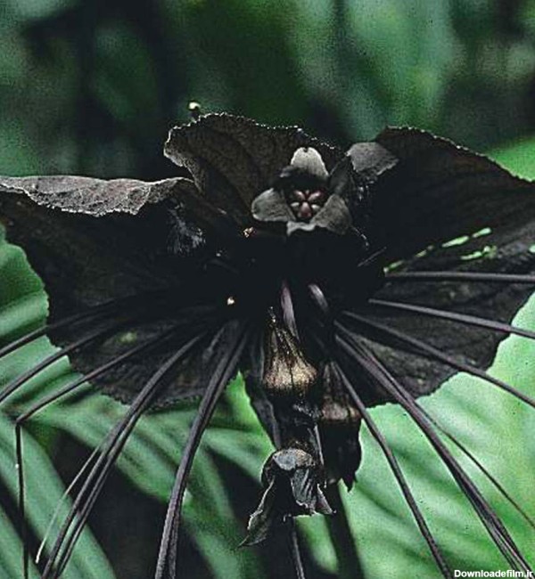 گل خفاش سیاه