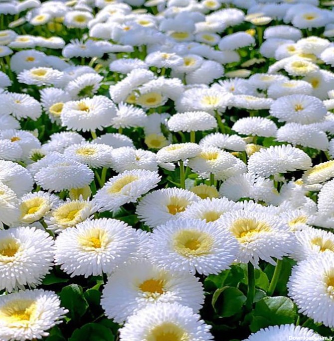 بذر گل مینا چمنی سفید