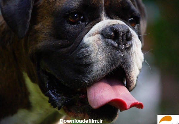 سگ باکسر (آشنایی کامل با این سگ معروف به جورج کلونی دنیای سگ ها ...
