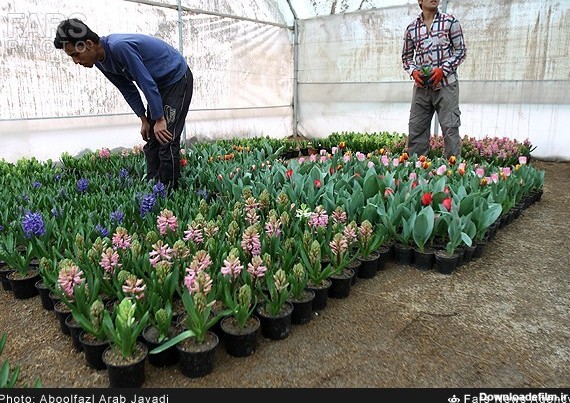 تهران ؛ پرورش گل و گیاه گلخانه ای (عکس)