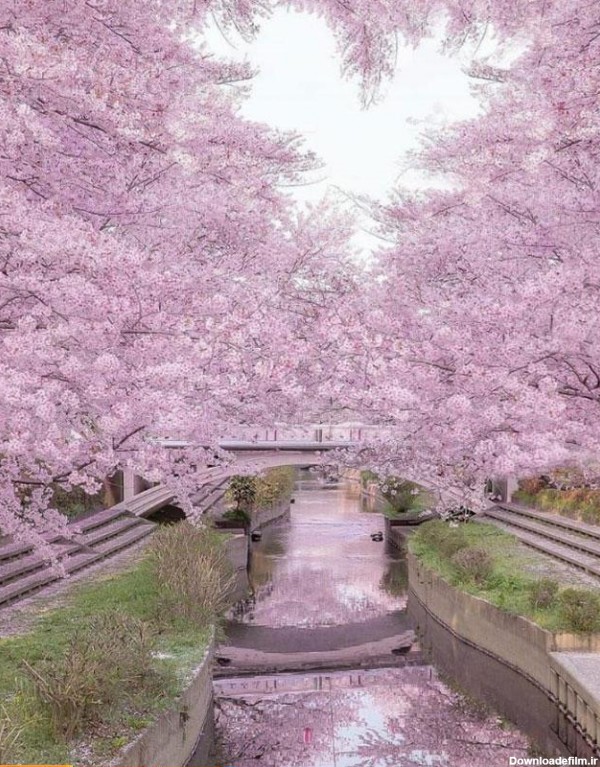 طبیعت صورتی فوق العاده زیبا در ژاپن! + عکس | بهداشت نیوز