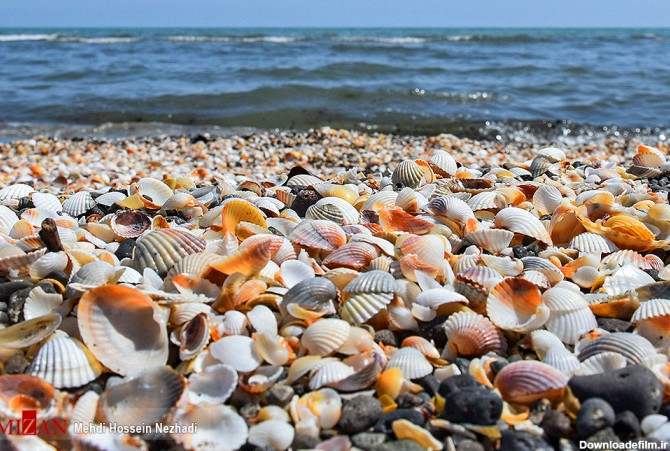 صدف‌های فوق العاده زیبای دریای خزر + عکس