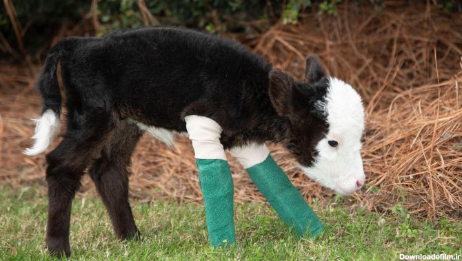 تولد کوچکترین گوساله دنیا در آمریکا +عکس