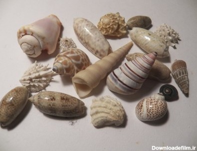تصاویر زیبایی از صدف های دریایی - اسلايد تصاوير - عکس شماره 1 ...