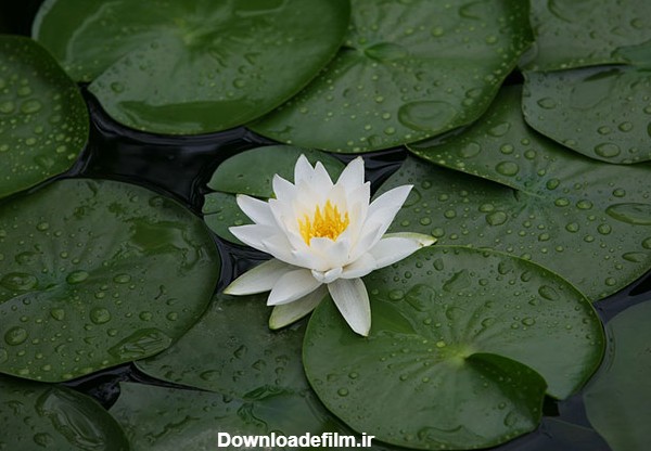 17 عکس زیبا و دل انگیز از گل های نیلوفر آبی (لوتوس) در مرداب ها با ...