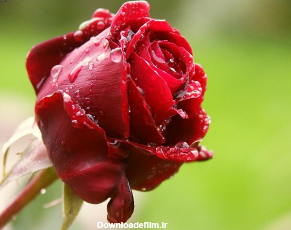 گل رز سرخ و قطره های باران red rose wallpaper