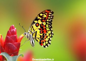 پروانه زیبا روی گل butterfly on flower