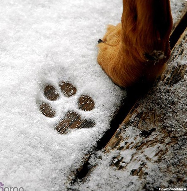 مراقبت از سگ در زمستان | وبلاگ باران‌پت