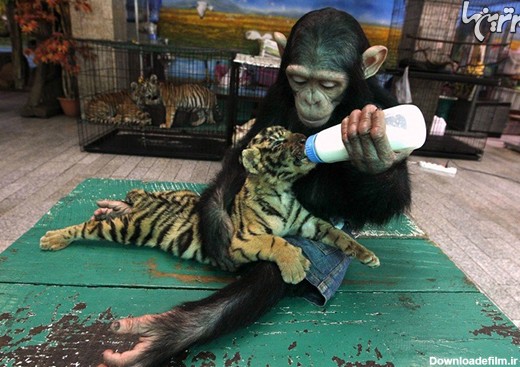 حیوانات مهربانی که گونه‌های دیگر را به فرزندی پذیرفتند