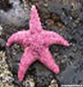 ستاره های دریایی