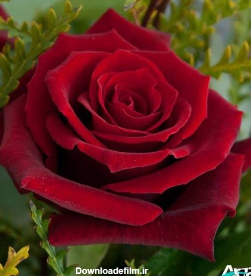 عکس یک گل رز زیبا