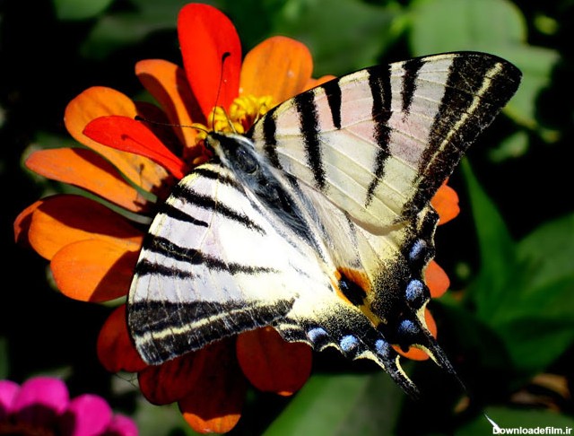 buterfly beautiful photo gallery 6 5 عکسهای جدید پروانه - تصویر پروانه