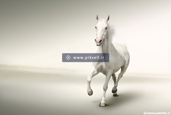 دانلود عکس با کیفیت استوک از اسب سفید در حال یورتمه رفتن با ...