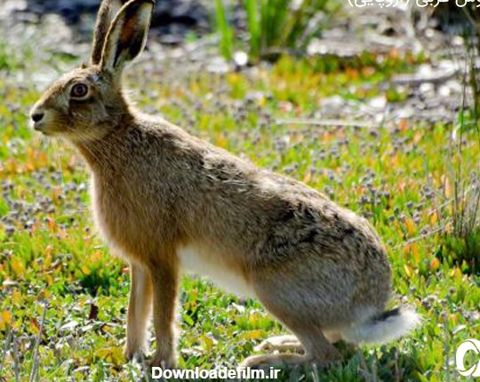 خانواده خرگوش ها|خرگوشهای ایران|