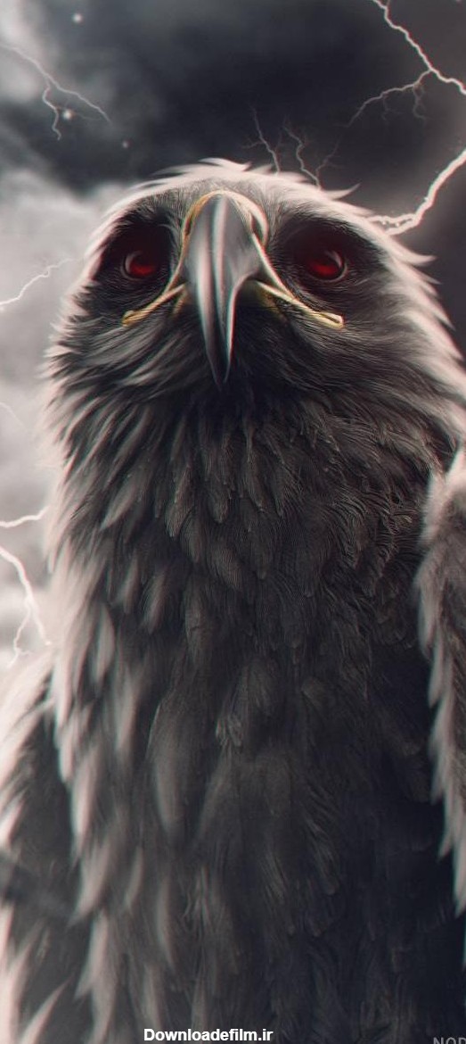 عکس عقاب سیاه برای پروفایل