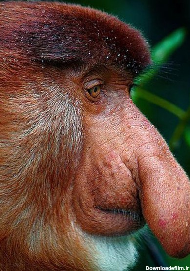 میمونی با دماغی استثنایی +تصاویر