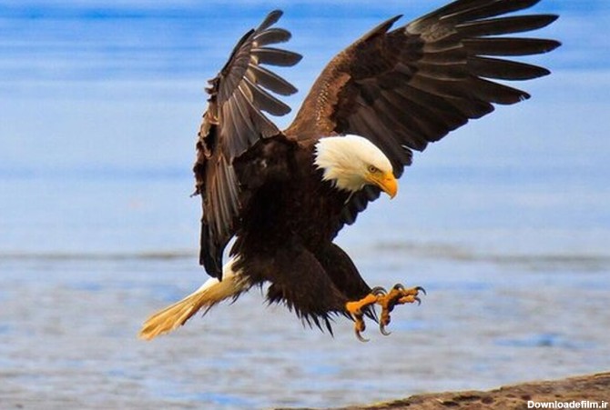 ویدئویی نادر از یک عقاب در حال صید ماهی | رویداد24