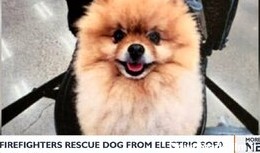 نجات سگ پشمالو از دل یک کاناپه برقی/ عکس
