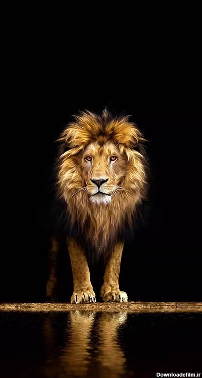 مجموعه تصویر زمینه جذاب و با کیفیت شیر سلطان جنگل lion