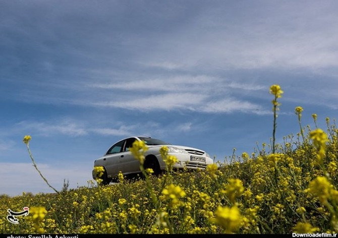 رویش گل‌های زرد رنگ بهاری در حاشیه جاده‌های کویری کرمان + تصاویر
