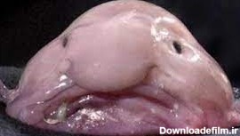 این ماهی به شکلی عجیب شبیه انسان است + فیلم