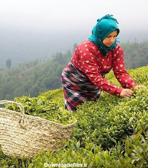 گیلان زیبا ، لاهیجان ، باغ چای - عکس ویسگون
