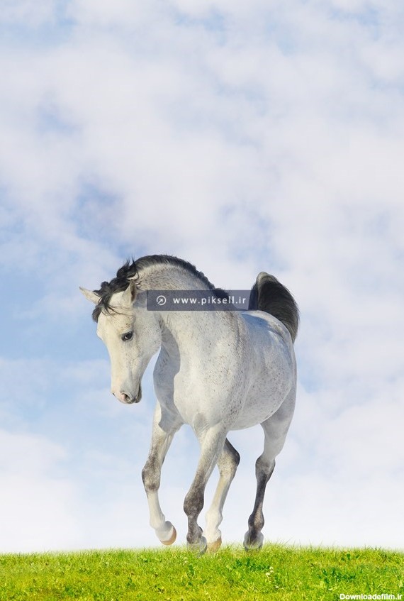 دانلود عکس با کیفیت از اسب سفید در حال یورتمه رفتن با فرمت jpg