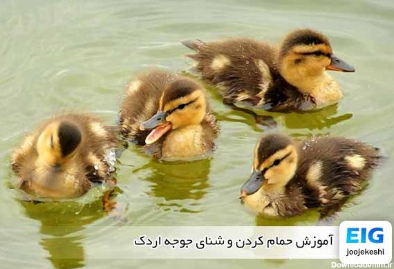 آموزش حمام کردن و شنای جوجه اردک | جوجه اردک کی میتواند شنا ...