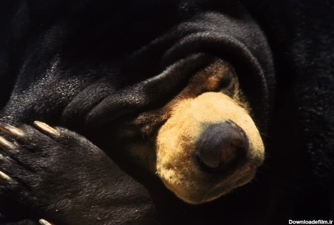 تصویر خرس سیاه ک خواب است