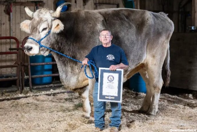 بزرگترین گاو دنیا که رکوردهای گینس را به‌دست آورده است/ عکس ...