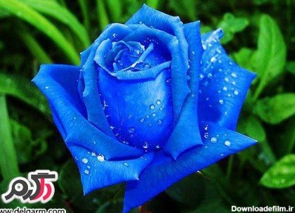 عکس گل رز آبی زیبا و فانتزی خوش رنگ