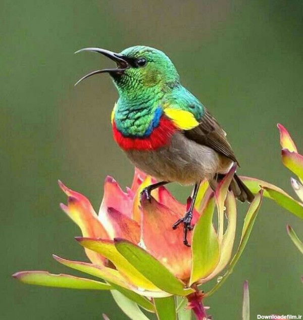 پرنده پرندگان حیوانات حیوانات خانگی حیات وحش خلقت زیبا جذ - عکس ویسگون