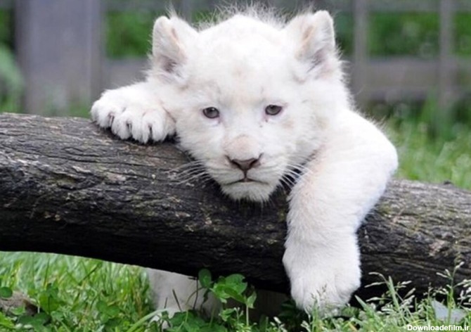 تولد یکی از نادرترین حیوانات جهان در دزفول | شیر سفید تازه متولد ...