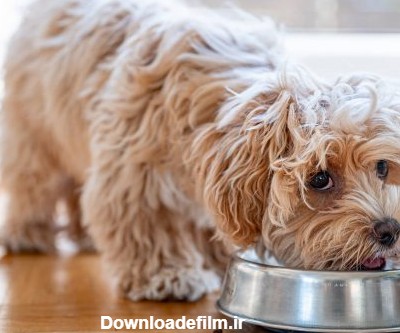 راهنمای غذای سگ‌های نژاد کوچک موی بلند