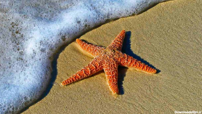با نیش ستاره دریایی چه کنیم؟ | علائم و اقدامات لازم | بیسان گشت