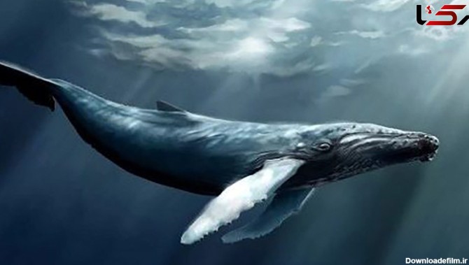 فیلم غم بزرگ تنها ترین نهنگ دنیا / چرا معشوقه ندارد ؟!
