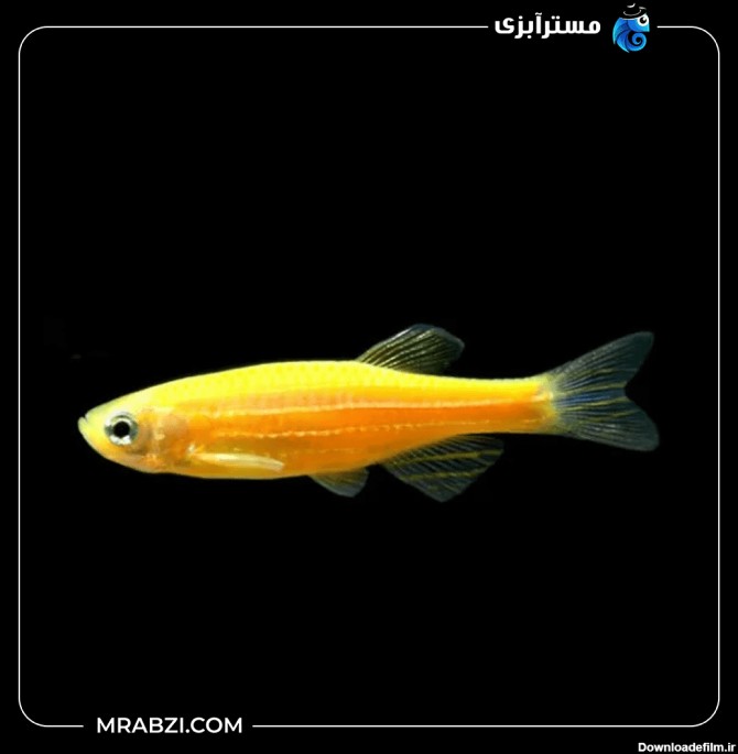 خرید زبرا زرد - مسترآبزی | Mrabzi فروشگاه اینترنتی ماهی آکواریوم و ...