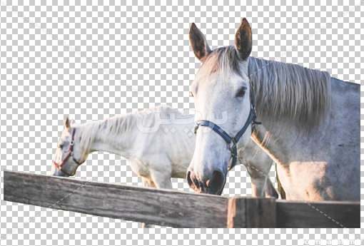عکس اسب در مزرعه بصورت دوربری شده | بُرچین – تصاویر دوربری ...