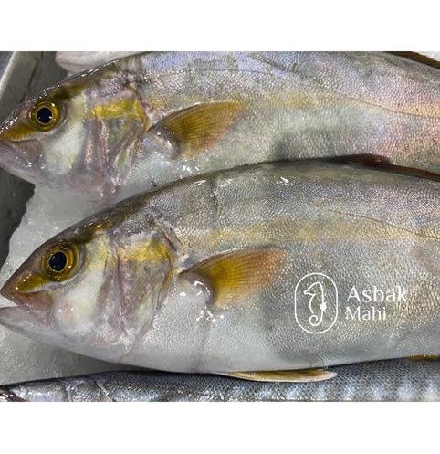 شاه ماهی جنوب ( ماهی هما ) تازه و صید روز بندرعباس ( 1 کیلو گرم )